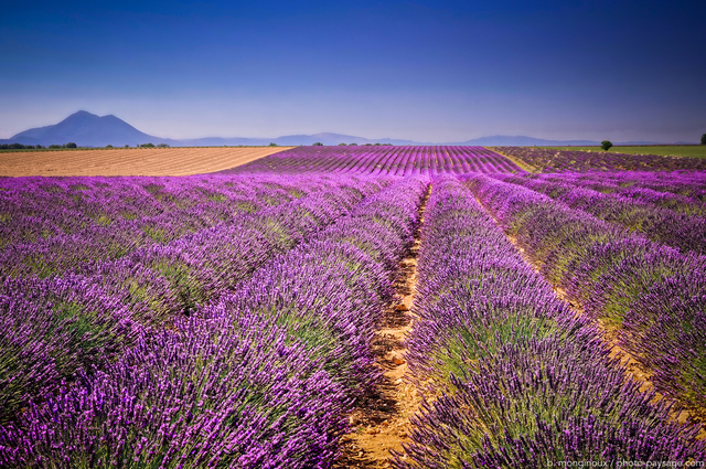 Champ de lavande à  perte de vue sur le plateau de Valensole
Alpes-de-Haute-Provence
Mots-clés: categ_ete lavande provence