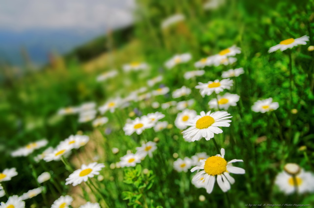 Champ de marguerites dans le Vercors
[Montagnes du Vercors]
Mots-clés: vercors fleur-de-montagne categ_ete marguerite