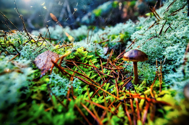 Dans les sous bois de la forêt des Trois Pignons
Massif des Trois Pignons, forêt de Fontainebleau
Seine et Marne, France
Mots-clés: regle_des_tiers belles-photos-automne fontainebleau les_plus_belles_images_de_nature foret_des_trois_pignons noisy-sur-ecole seine_et_marne automne mousse lichens champignon toile_d_araignee rayon_de_soleil_en_foret