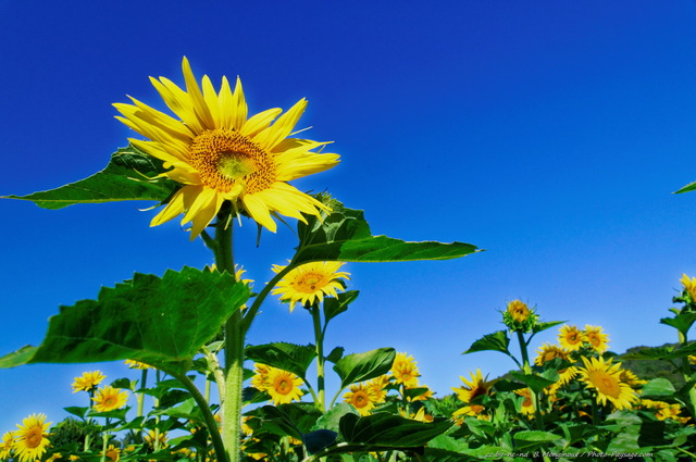 Champs de Tournesol
Plateau de Valensole, Alpes-de-Haute-Provence
Mots-clés: provence categ_ete tournesol