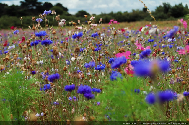 Champs de bleuets
Mots-clés: fleurs categ_ete bleuet champs_de_fleurs