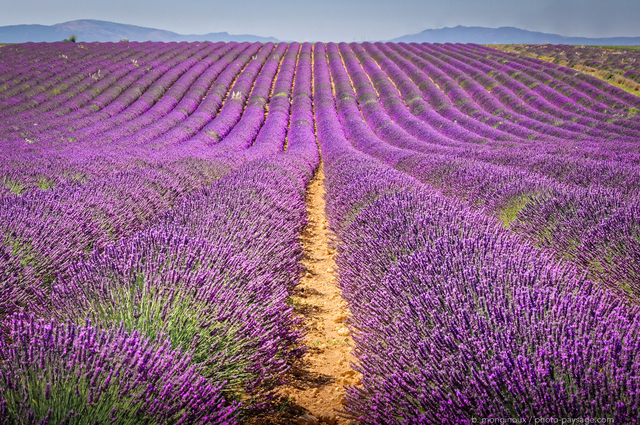 Champs de lavande à  perte de vue   Valensole
Plateau de Valensole, Alpes-de-Haute-Provence
Mots-clés: provence categ_ete lavande