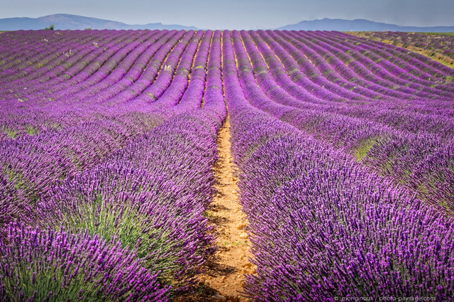 Champs de lavande à perte de vue   Valensole
Plateau de Valensole, Alpes-de-Haute-Provence
Mots-clés: provence categ_ete lavande