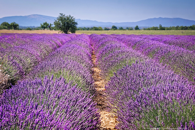 Champs de lavande sur le plateau de Valensole
Plateau de Valensole, Alpes-de-Haute-Provence
Mots-clés: provence categ_ete lavande