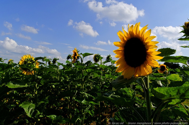 Champs de tournesols -02
Un champs de tournesols dans la campagne allemande...
Mots-clés: allemagne fleurs tournesol campagne_autre