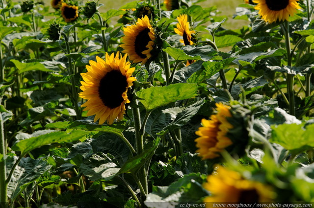 Champs de tournesols -05
Un champs de tournesols dans la campagne allemande...
Mots-clés: allemagne fleurs tournesol campagne_autre