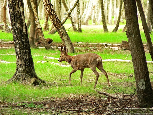 Un chevreuil dans la forêt
Forêt de Rambouillet (Espace Rambouillet), Yvelines, France
Mots-clés: chevreuil cervide rambouillet yvelines categ_animal