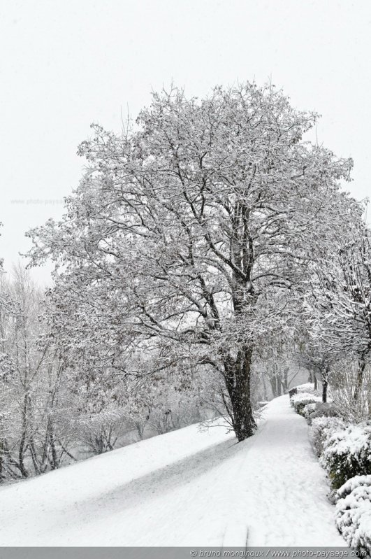 Un arbre en bord de Marne recouvert de neige
[L'hiver]  
Mots-clés: val_de_marne riviere marne hiver neige