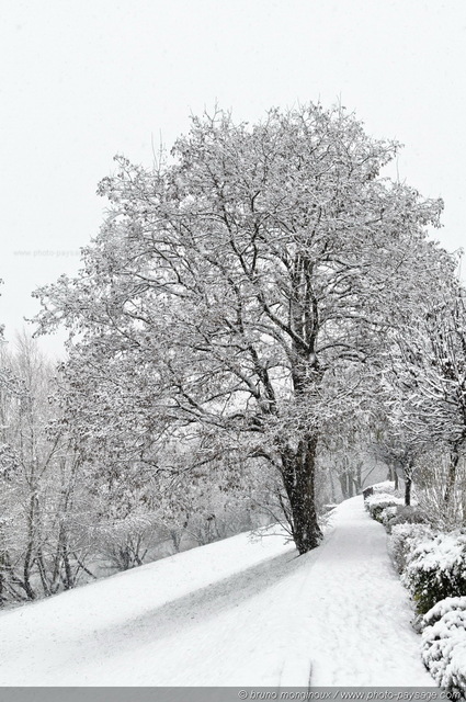 Un arbre en bord de Marne recouvert de neige
[L'hiver]  
Mots-clés: val_de_marne riviere marne hiver neige