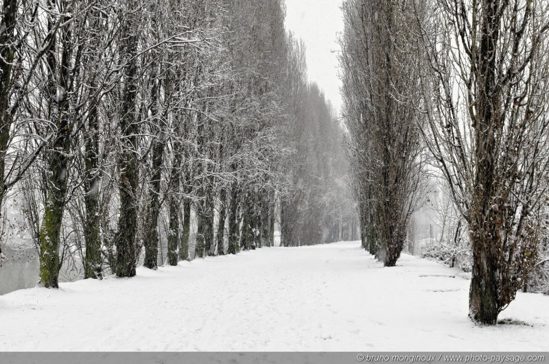 Une allée de peupliers recouverte de neige
[L'hiver]  
Mots-clés: val_de_marne riviere marne hiver neige route alignement_d_arbre peuplier