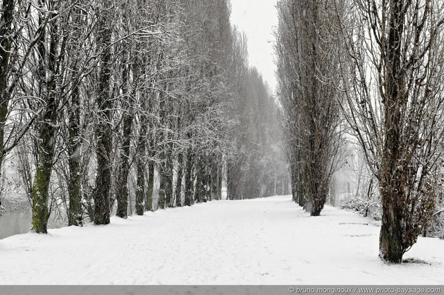 Une allée de peupliers recouverte de neige
[L'hiver]  
Mots-clés: val_de_marne riviere marne hiver neige route alignement_d_arbre peuplier