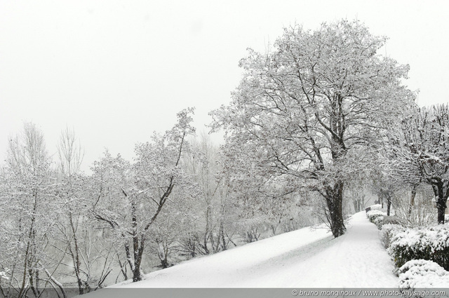 Arbre recouvert de neige sur les rives de la Marne
[L'hiver]  
Mots-clés: val_de_marne riviere marne hiver neige