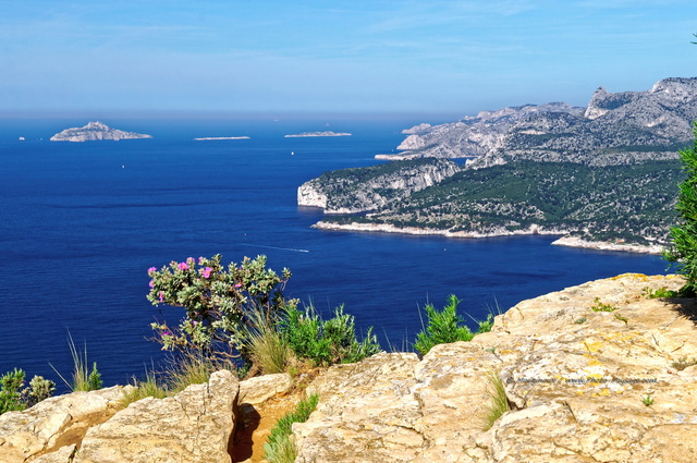 Ciste cotonneux en fleurs au bord des falaises Soubeyranes
Face à  la baie de Cassis et au massif des calanques.
Falaises Soubeyranes / Cap Canaille, Cassis, France
Mots-clés: cassis calanques littoral provence mer mediterranee autres_fleurs