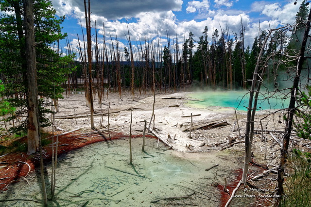 Cistern spring,   Norris geyser basin
Le bassin thermal de Cistern Spring est lié au geyser Steambot, situé plus haut. Lors d'éruption majeures du geyser Steambot, le bassin de Cistern Spring se vide. Les pins aux alentours du bassin thermal de Cistern Spring subissent l'action de cette source thermale, la zone étant inondée d'eau riche en silicates depuis 1965. Cela explique cet aspect désolé avec tous ces arbres morts.   Parc national de Yellowstone, Wyoming, USA
Mots-clés: yellowstone wyoming usa categorielac source_thermale conifere foret_usa