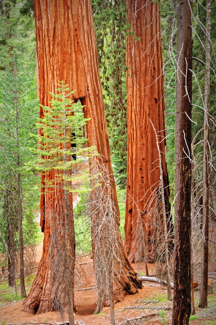 Clothespin Tree 
Bois de Mariposa Grove, Parc National de Yosemite, Californie, USA
Mots-clés: yosemite californie usa sequoia foret_usa arbre_remarquable cadrage_vertical tunnel_arbres