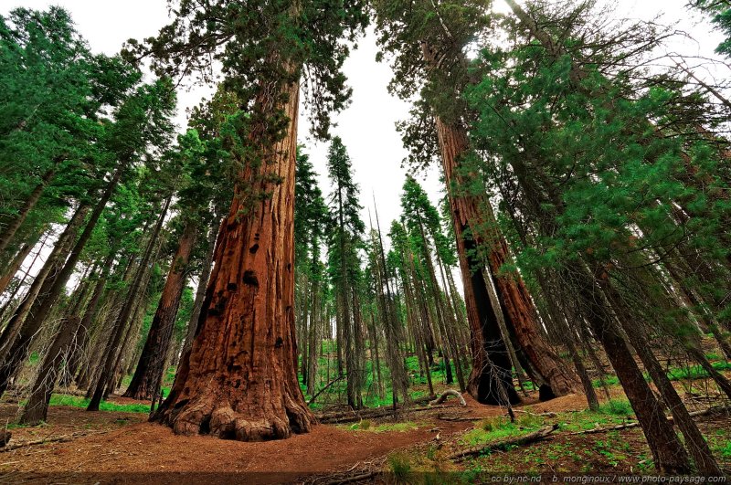 Clothespin tree
Forêt de séquoias géants de Mariposa Grove.
Parc National de Yosemite, Californie, USA
Mots-clés: yosemite californie usa categ_ete sequoia foret_usa