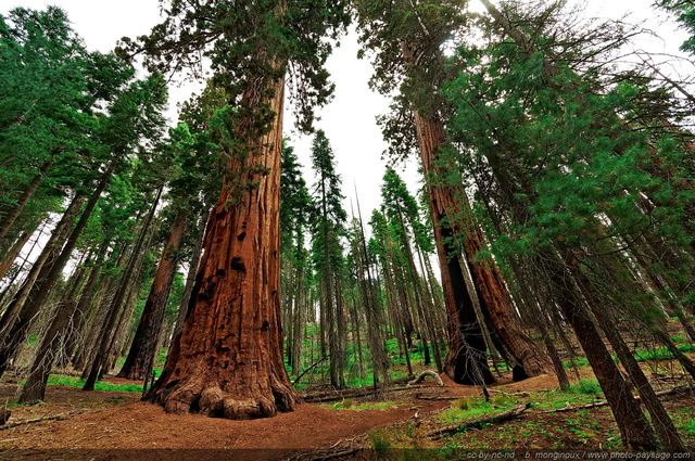 Clothespin tree
Forêt de séquoias géants de Mariposa Grove.
Parc National de Yosemite, Californie, USA
Mots-clés: yosemite californie usa categ_ete sequoia foret_usa