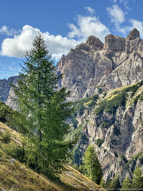 Un conifère à flanc de Montagne
Massif des trois cimes de Lavaredo, Dolomites, Italie
Mots-clés: Dolomites italie_autre cadrage_vertical categ_ete conifere