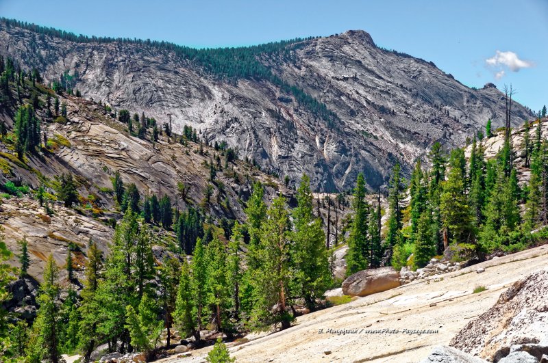 Coniferes et granite, sur les hauteurs du parc de Yosemite
A proximité de la route 120 (Tioga road).
Parc National de Yosemite, Californie, USA
Mots-clés: californie yosemite USA foret_usa categ_ete conifere montagne_usa