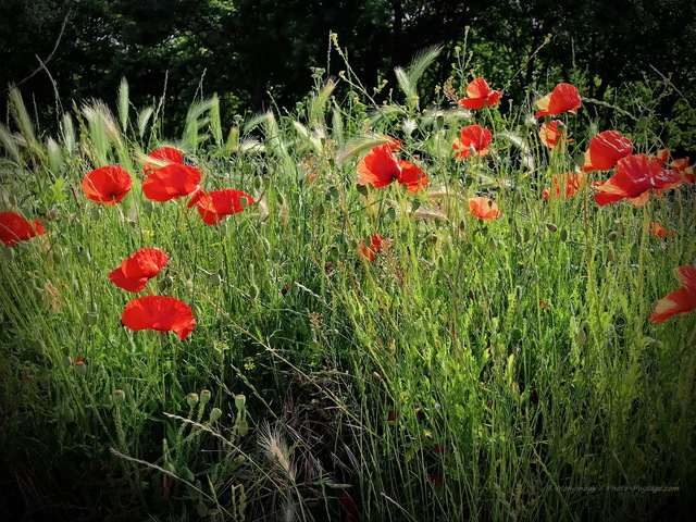 Coquelicots urbains à  Vincennes
Coquelicots photographiés à  proximité du chà¢teau de Vincennes
Mots-clés: coquelicot categ_ete Vincennes