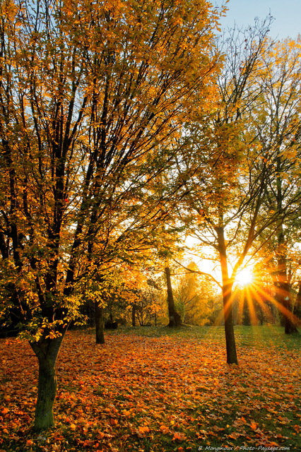 Mots-clés: cadrage_vertical rayon_de_soleil_en_foret belles-photos-automne