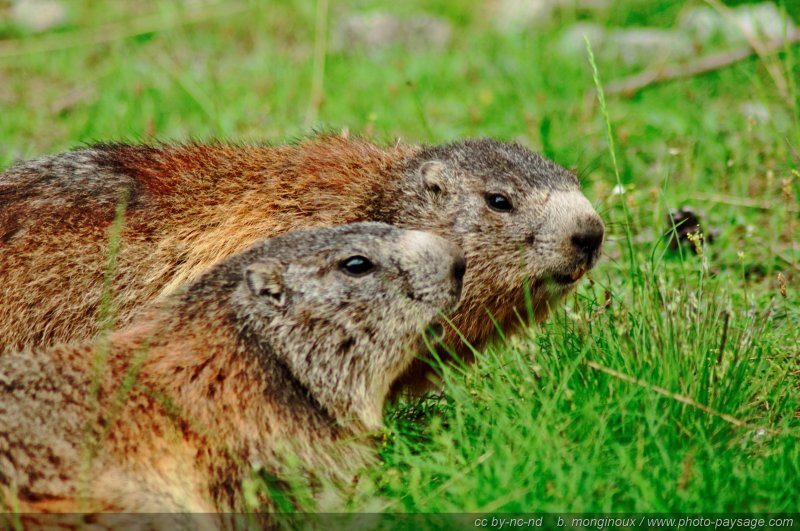 Couple de marmottes
Pré de Mme Carle, Massif des Ecrins
Mots-clés: marmotte alpes_ecrins nature categ_ete