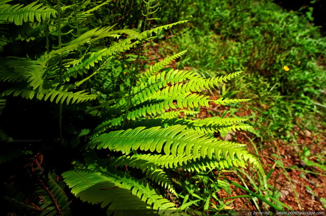 De jeunes fougères dans la forêt
Alpes (Massif du Giffre)
Mots-clés: plante fougere categ_ete foret_alpes Sixt-Fer-a-Cheval