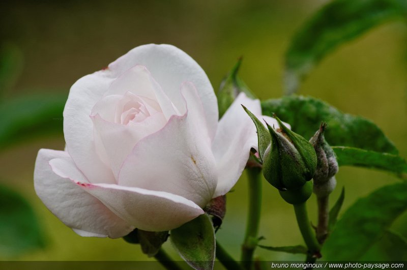 Une jolie rose blanche
[Les couleurs du printemps]
Mots-clés: fleurs rose printemps rosier petale parfum sepale bouton_de_rose