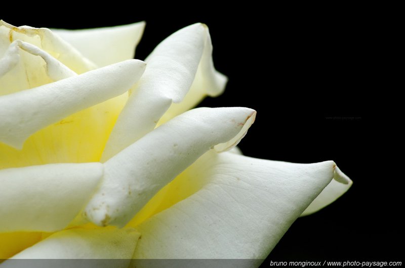 Pétales de rose blanche
[Les couleurs du printemps]
Mots-clés: fleurs rose printemps rosier petale parfum