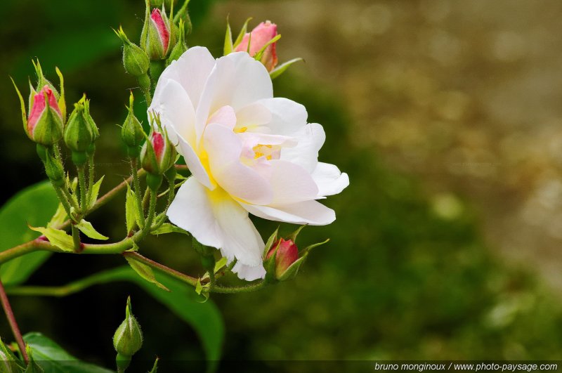 Un rosier
[Les couleurs du printemps]
Mots-clés: fleurs rose printemps rosier petale parfum bouton_de_rose sepale