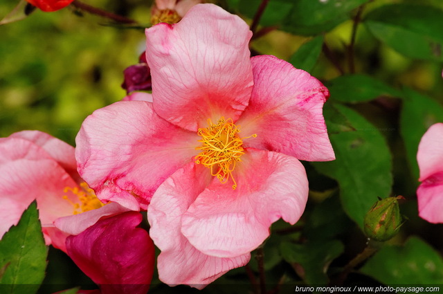 De belles roses pour le mois de mai -05
[Les couleurs du printemps]
Mots-clés: fleurs rose printemps rosier petale parfum