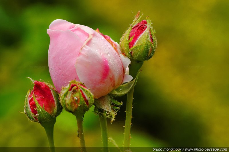 De belles roses pour le mois de mai -06
[Les couleurs du printemps]
Mots-clés: fleurs rose printemps rosier petale parfum bouton_de_rose sepale