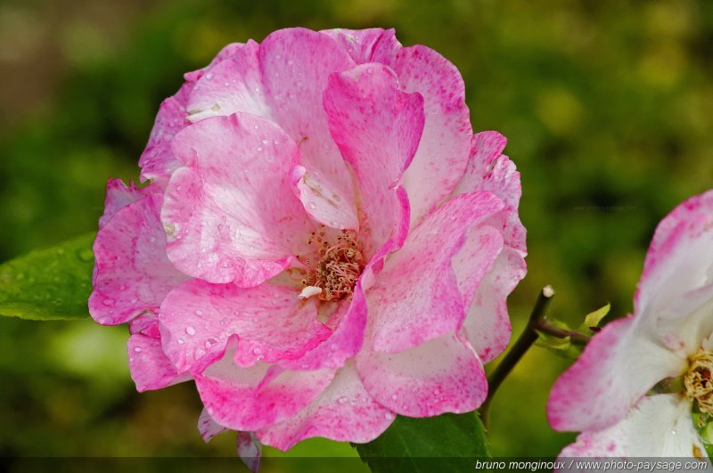 De belles roses pour le mois de mai -08
[Les couleurs du printemps]
Mots-clés: fleurs rose printemps rosier petale parfum