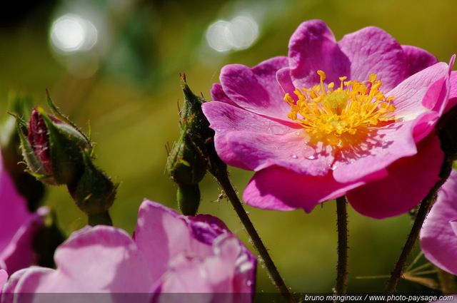 De belles roses pour le mois de mai -11
[Les couleurs du printemps]
Mots-clés: fleurs rose printemps rosier petale parfum pistil bouton_de_rose sepale