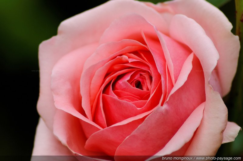 Rose clair
[Les couleurs du printemps]
Mots-clés: fleurs rose printemps rosier petale parfum