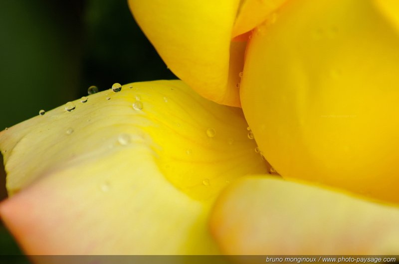 Des gouttelettes de pluie sur un pétale de rose jaune
[Les couleurs du printemps]
Mots-clés: fleurs rose printemps rosier petale parfum goutte