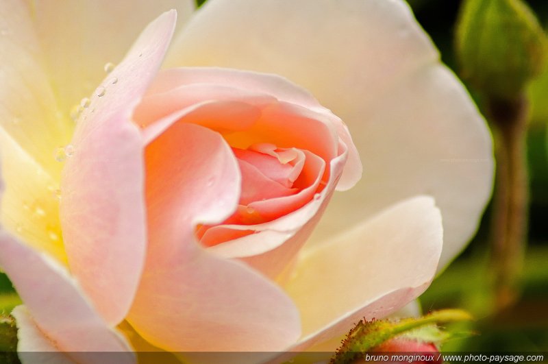 Rose tendre
[Les couleurs du printemps]
Mots-clés: fleurs rose printemps rosier petale parfum goutte