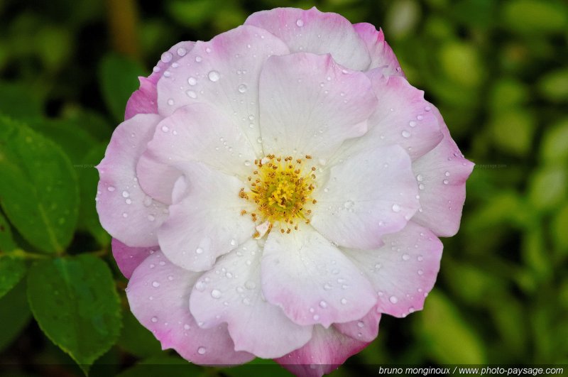 Une jolie rose sous la pluie
[Les couleurs du printemps]
Mots-clés: fleurs rose printemps rosier petale parfum pistil goutte