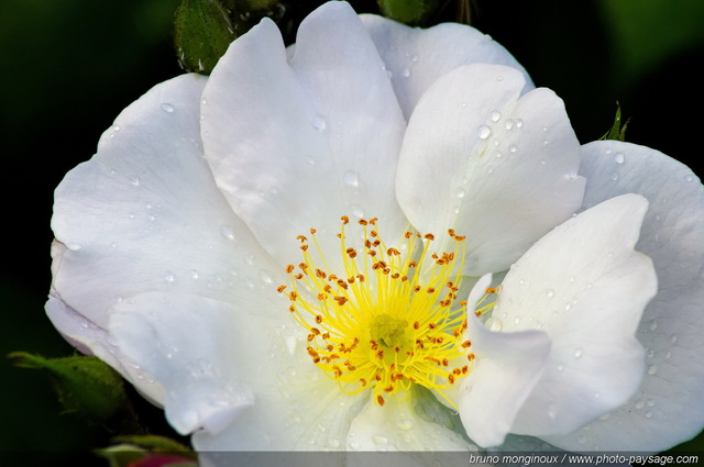 De belles roses pour le mois de mai -21
[Les couleurs du printemps]
Mots-clés: fleurs rose printemps rosier petale parfum pistil goutte