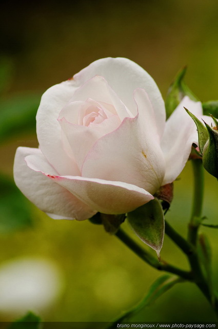 Une belle rose blanche au mois de mai
[Les couleurs du printemps]
Mots-clés: fleurs rose printemps rosier petale parfum sepale cadrage_vertical