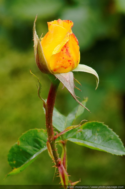 Une rose jaune
[Les couleurs du printemps]
Mots-clés: fleurs rose printemps rosier petale parfum sepale cadrage_vertical