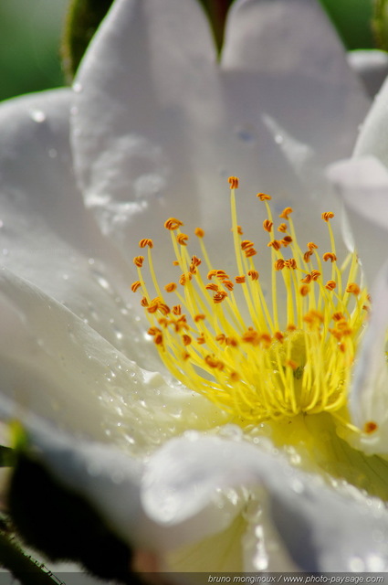 Rose blanche : étamines et gouttes d'eau 
[Les couleurs du printemps]
Mots-clés: fleurs rose printemps rosier petale parfum pistil goutte