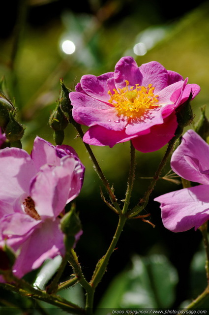 De belles roses pour le mois de mai -28
[Les couleurs du printemps]
Mots-clés: fleurs rose printemps rosier petale parfum pistil cadrage_vertical