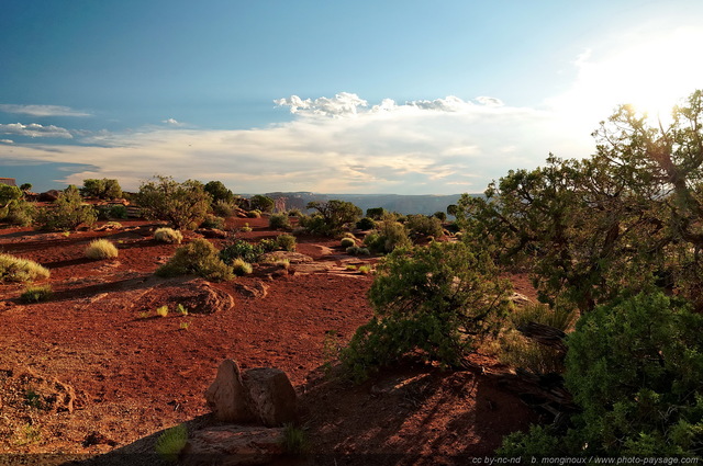 Une végétation qui a su s'adapter au manque d'eau et à une chaleur extrême
Dead Horse Point state park (Canyonlands), Utah, USA
Mots-clés: USA etats-unis utah desert desert