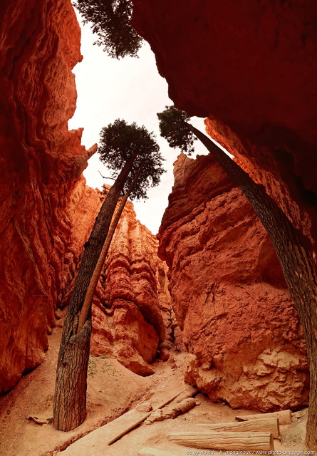 Des arbres au fond du canyon   sunset point   panoramique vertical
Cette photo est un assemblage panoramique vertical de quatre photos grand angle. Elle permet de se rendre compte de la profondeur de cet étroit canyon, au milieu desquels ces arbres semblent rechercher désespérément un peu de lumière...
Navajo loop trail, Bryce Canyon National Park, Utah, USA
Mots-clés: bryce_canyon utah usa nature hoodoo categ_ete photo_panoramique cadrage_vertical