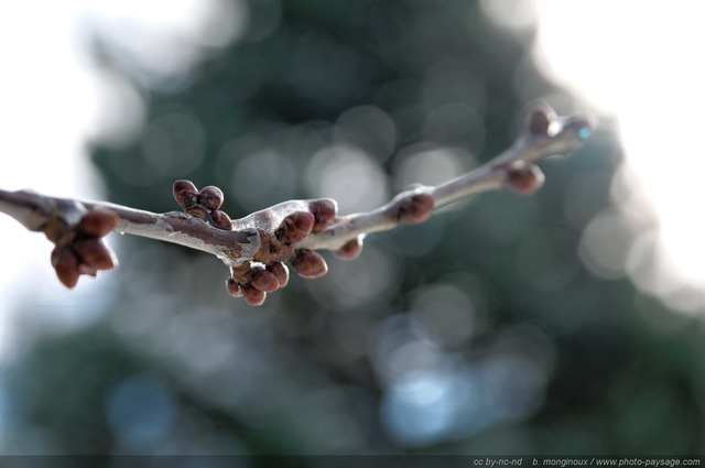 Des bourgeons recouverts d'un pellicule de glace
[hiver]
Mots-clés: hiver glace stalactite fonte froid