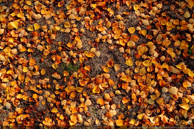 Des feuilles mortes de bouleau éparpillées sur le sol de la forêt
Massif des Trois Pignons, forêt de Fontainebleau
Seine et Marne, France
Mots-clés: fontainebleau foret_des_trois_pignons bouleau noisy-sur-ecole seine_et_marne automne branche feuille feuilles_mortes