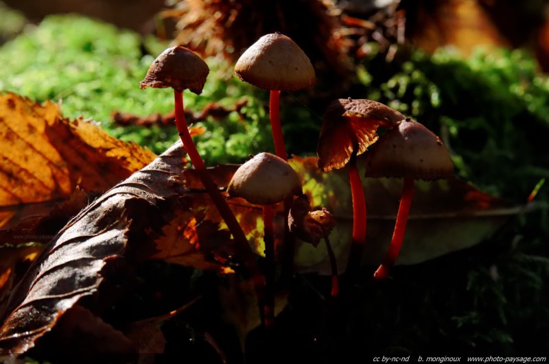 Des petits champignons qui poussent sur une souche d'arbre
Forêt de Ferrières, Seine et Marne
Mots-clés: automne nature champignon