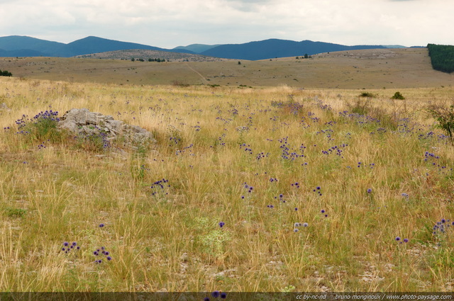 Les plaines du Causse Méjean sont recouvertes de chardons bleus en fleurs
Causse Méjean, Lozère, France
Mots-clés: categ_campagne_massif_central cevennes causse_mejean fleurs categ_ete lozere steppe plaine