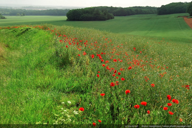 Des coquelicots le long d'une route de campagne
Dans la campagne francilienne...
Mots-clés: fleurs champs coquelicot printemps champs_de_fleurs